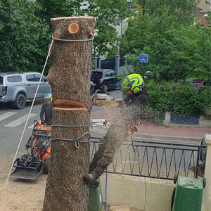 Abattage d'arbres en urgence